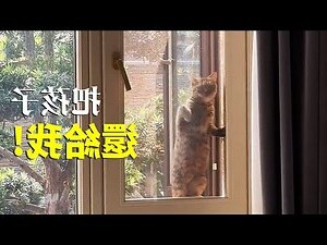 貓來家裡生孩子 風水